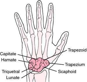 Wrist Bones